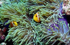 IMG_7719rc_Maldives_Madoogali_Poisson Clown des Maldives - Amphiprion Nigripe